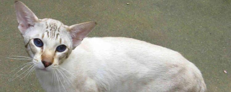 猫咪内外驱虫可以同时进行吗