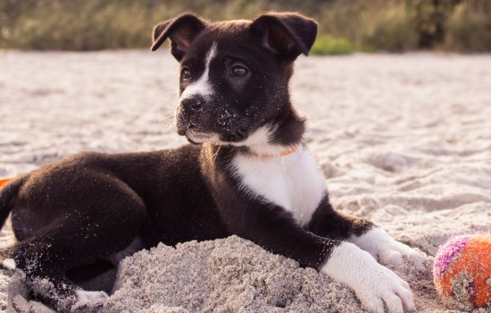 如何检测狗狗得了细小或犬瘟