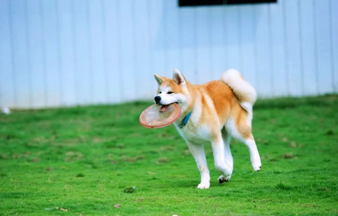 秋田犬可以换主人吗