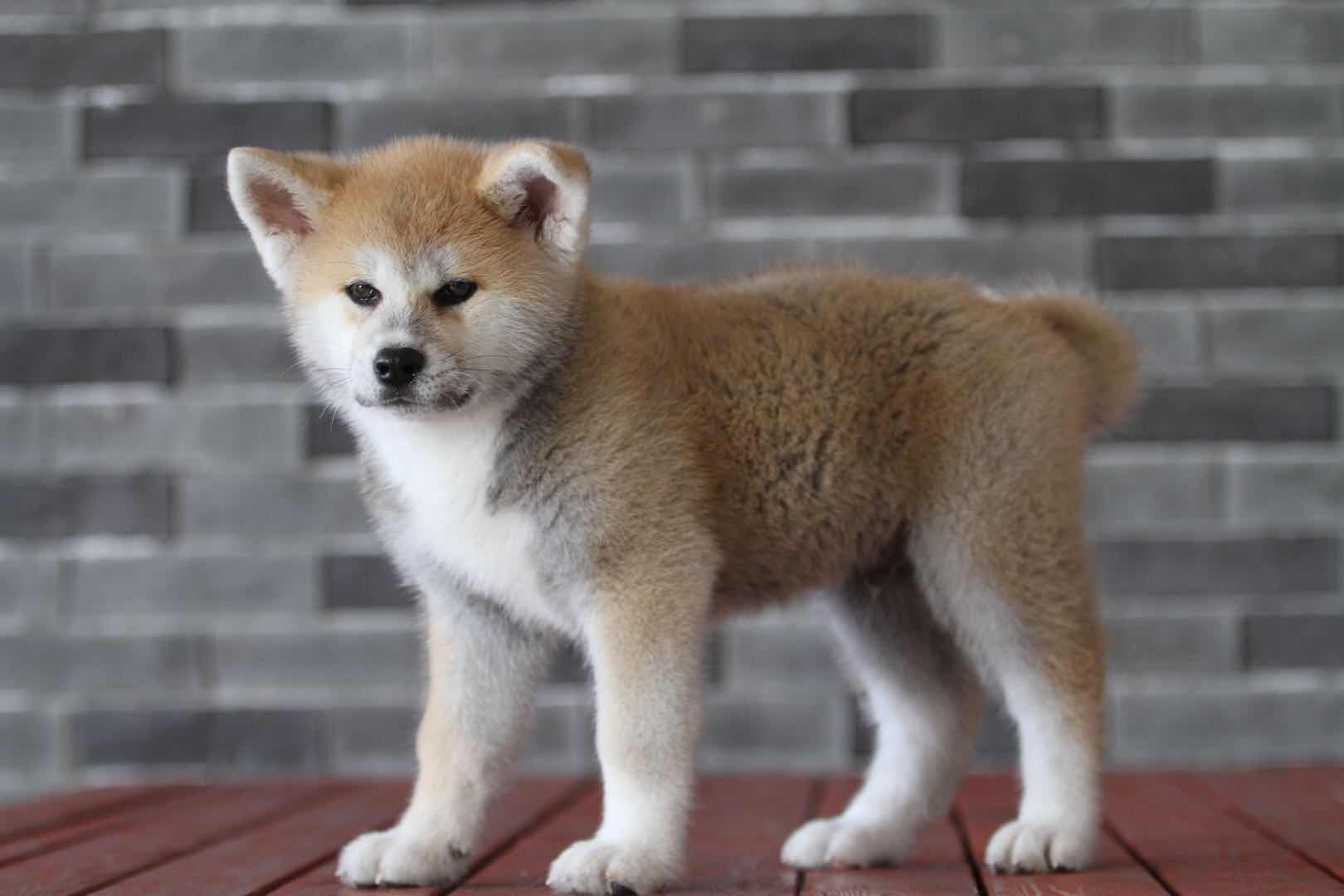 秋田犬为什么那么贵