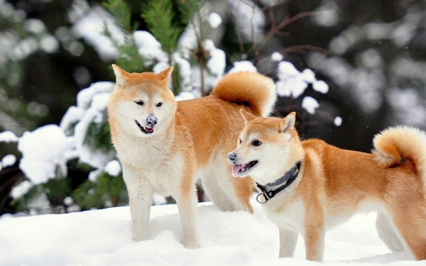 秋田犬为什么那么贵