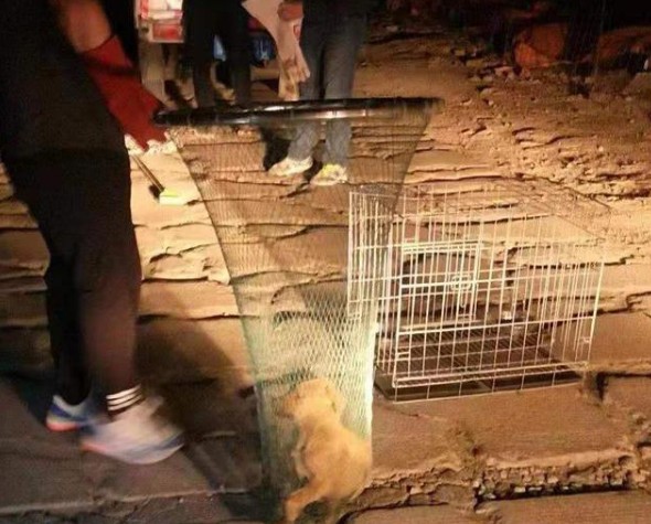 养犬不办证!德州开出首张不文明养犬罚单