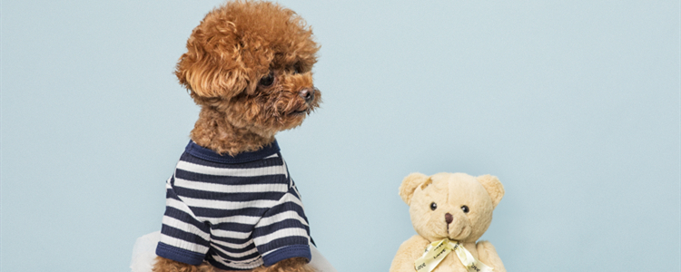 泰迪不听话怎么调教