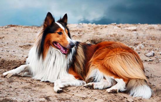 法国斗牛犬的优缺点都有哪些