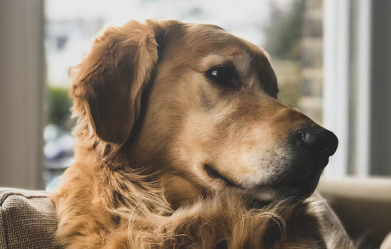 斗牛犬会咬主人吗