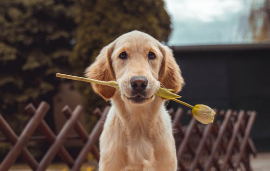 小鹿犬多少天显肚子