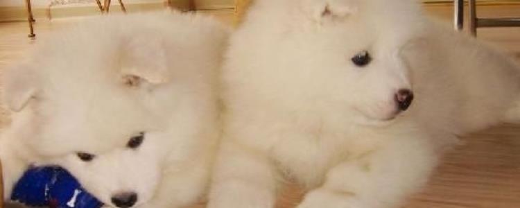 萨摩耶剃毛了多久能全部出来