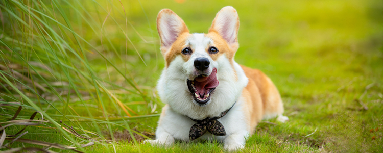 柯基拉稀怎么办 但是很活泼