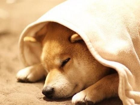 狗狗睡觉时突然抽搐，警惕这5个原因！