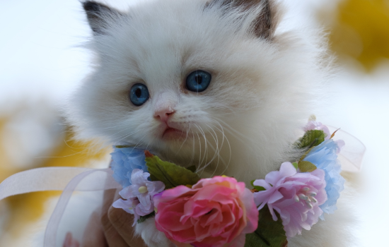 小猫喝水老是呛是怎么回事