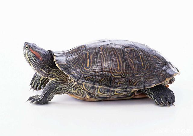巴西彩龟能活多少年 巴西彩龟能活多少岁