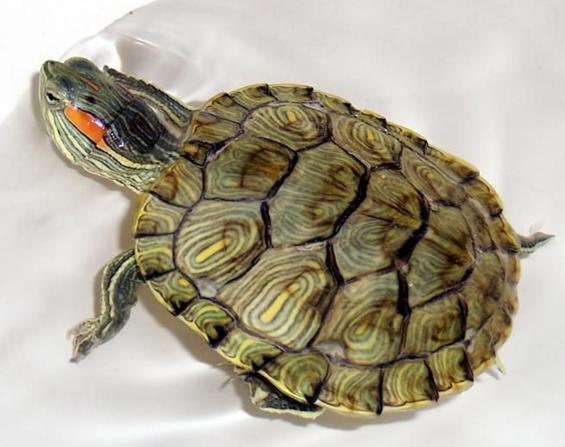 家养的巴西龟能放生吗