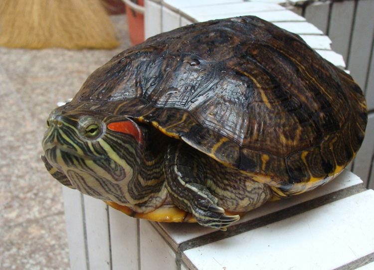 巴西龟的品种图片