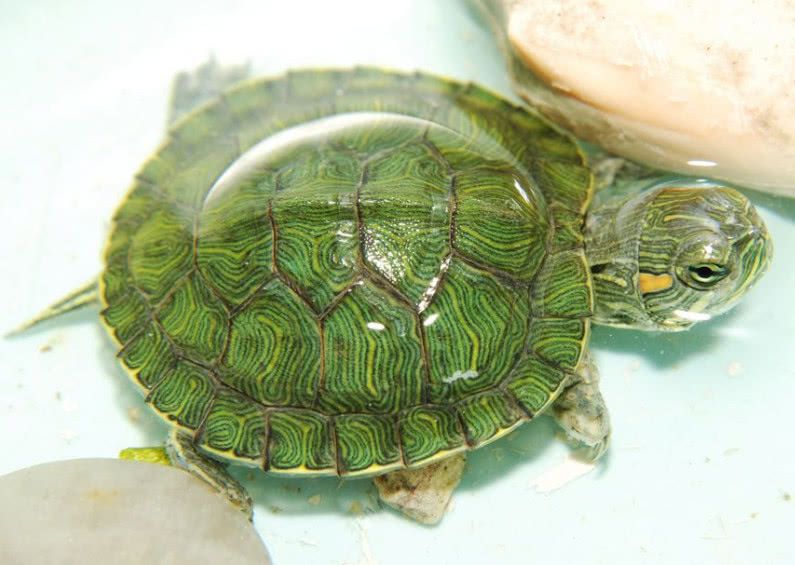 巴西龟怎么养长得快