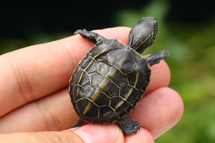 成年墨龟能长多大