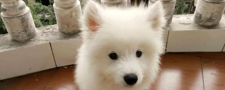 怎么鉴别狗狗是不是得抑郁了