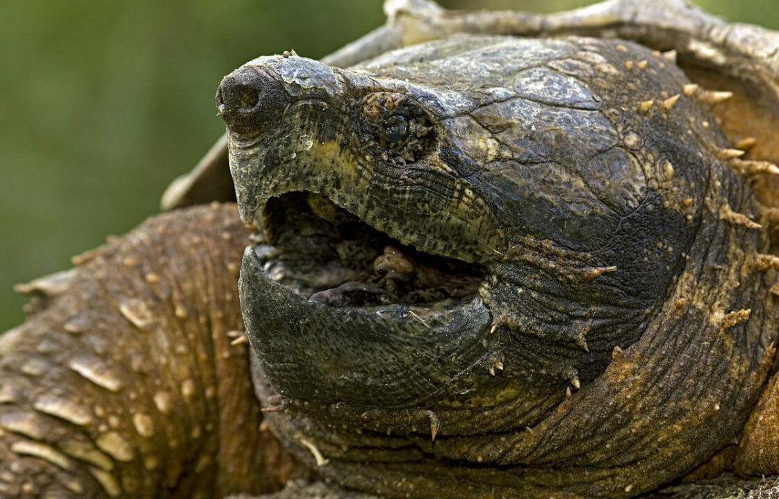 真鳄龟品种图片
