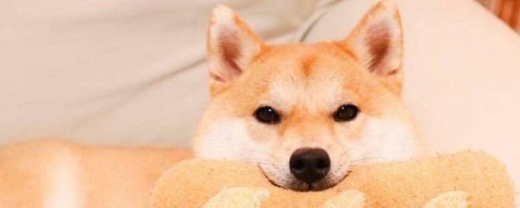 柴犬怀孕多久肚子变大