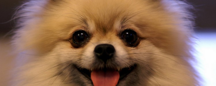 博美犬冬天能养室外吗