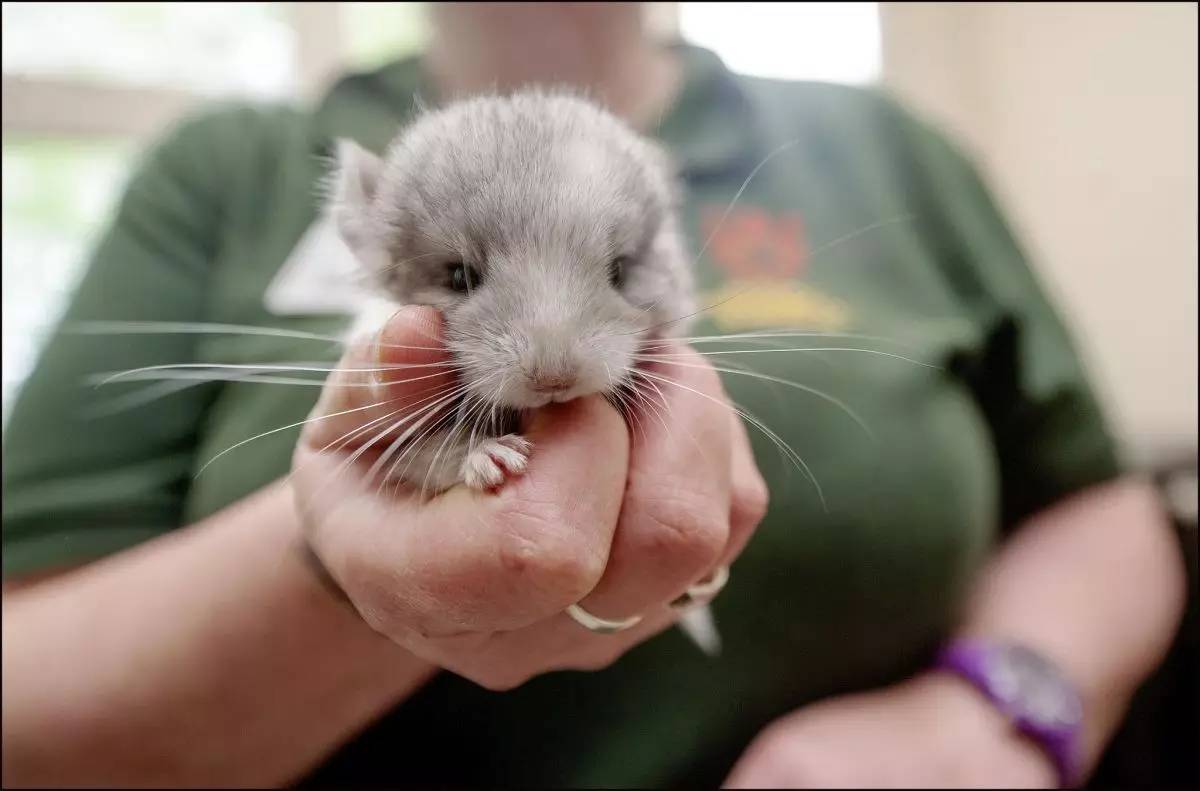 龙猫晚上像鸭子一样叫