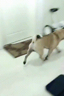 你家的狗狗“狗仗人势”吗？