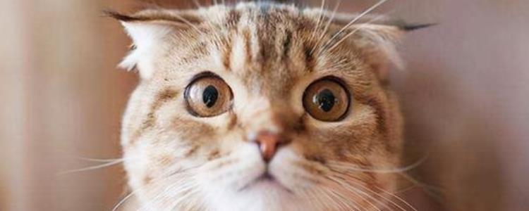 折耳猫一生不发病有吗