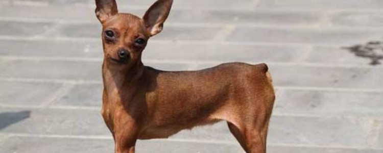 小鹿犬寿命一般多少年