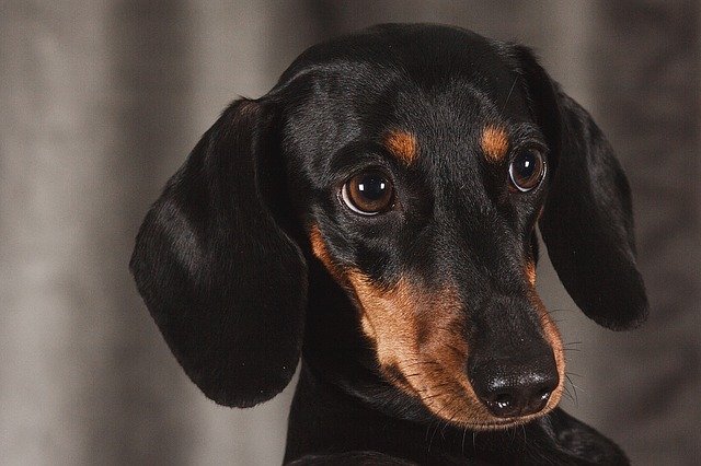 犬は蚊取り線香のポイソから自然に治りますかニング