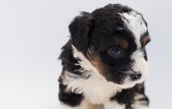 成犬におけるパルボウイルスの症状は何ですか