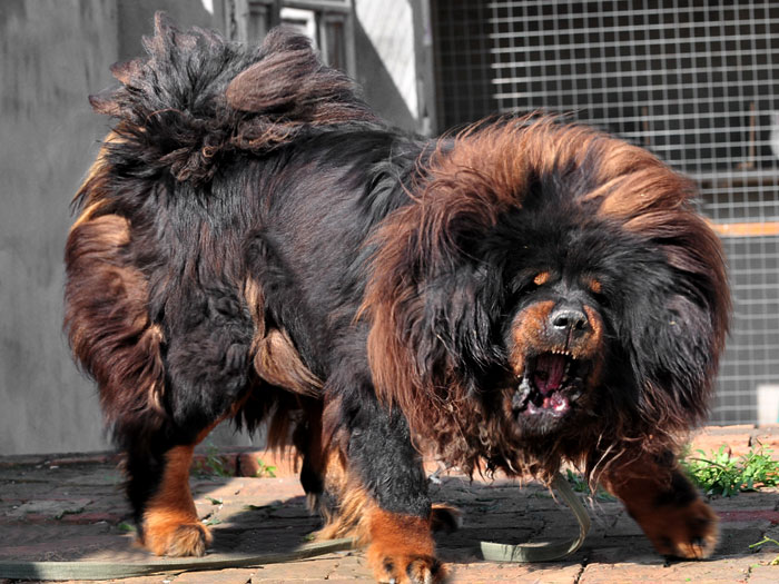 如何挑选藏獒幼犬