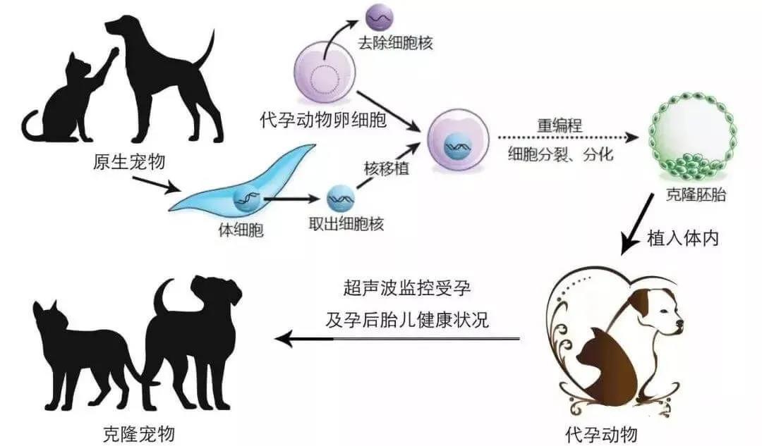 上海奶奶花18万克隆重病的爱犬，仅外貌相似