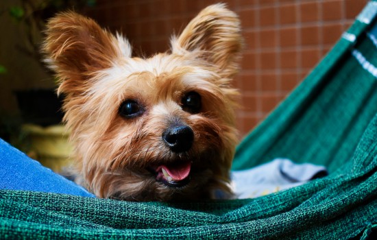 犬が冷たいものを食べて下痢をした場合の対処法