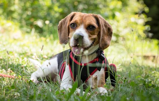 犬が下痢をしているときに食べる食べ物は何ですか