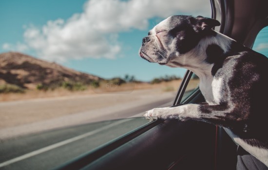 犬が石になる理由