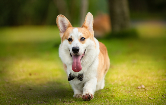 犬には狂犬病ワクチンが必要ですか