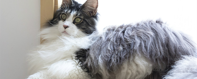 猫被粘鼠板粘住了怎么处理身上的胶