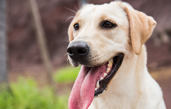 犬が睾丸に炎症を起こし、腫れた