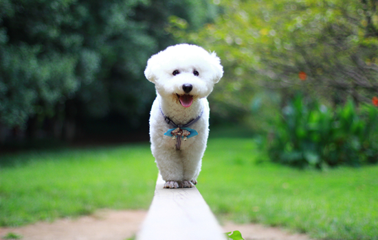 犬が転んだ後に嘔吐する原因