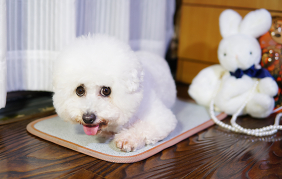 犬の腎不全の治療計画