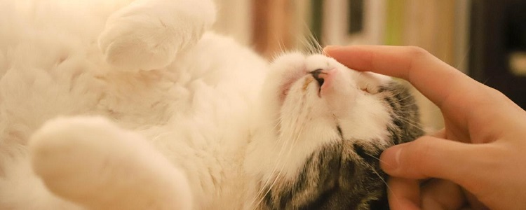 猫的呼噜声什么意思