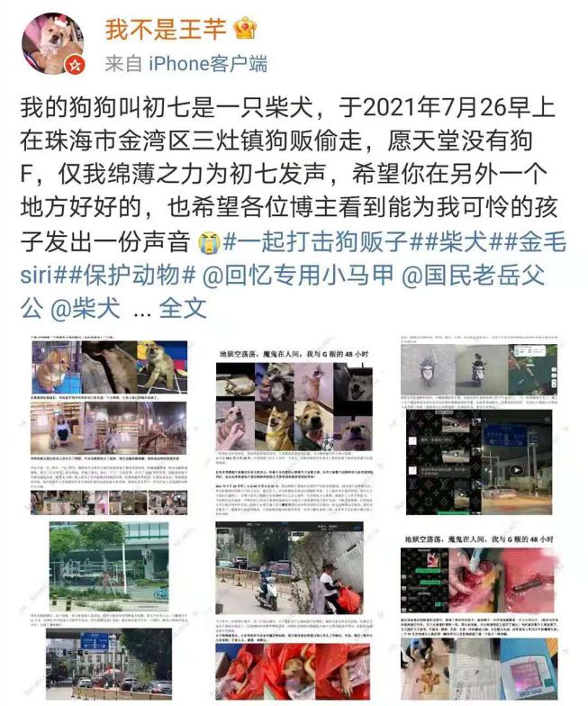 “狗狗被当街抢走的第二天，我找到了只剩一半的它……”