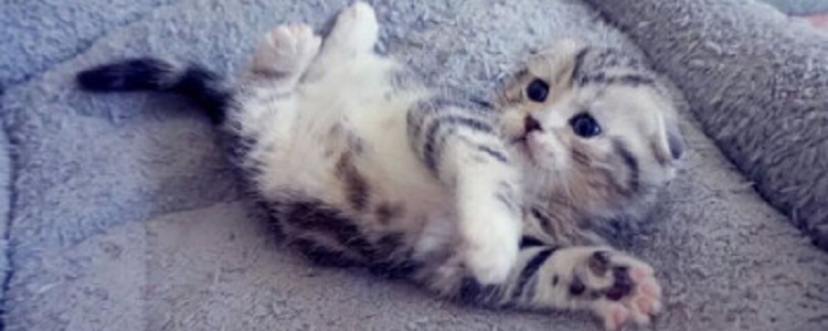 捡了一只小奶猫喂它吃什么