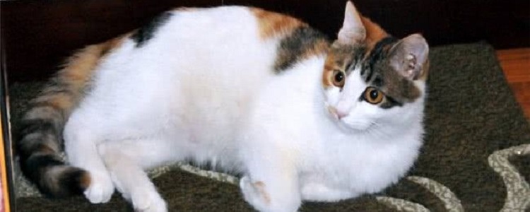 家养三花猫注意事项