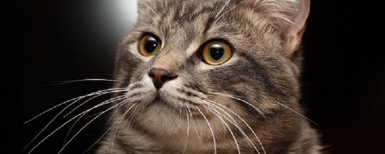 小猫长胡子是为了什么