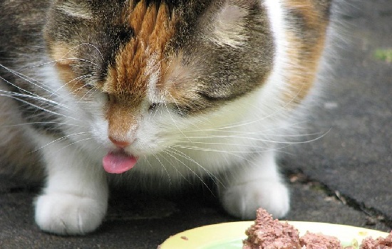 猫咪嘔吐怎麼辦最有效的方法