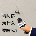驱蚊产品让猫狗折寿？