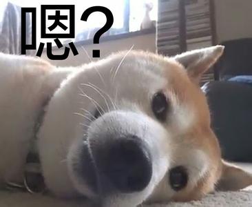 驱蚊产品让猫狗折寿？