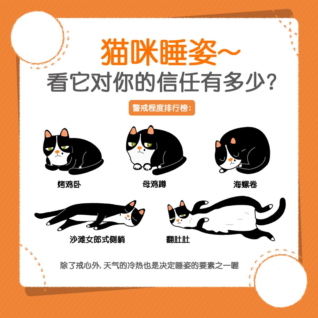 从猫的睡姿~看它对你的信任有几分？