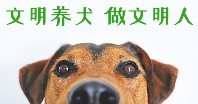 天水市养犬登记证怎么办理？这三个问答告诉你！