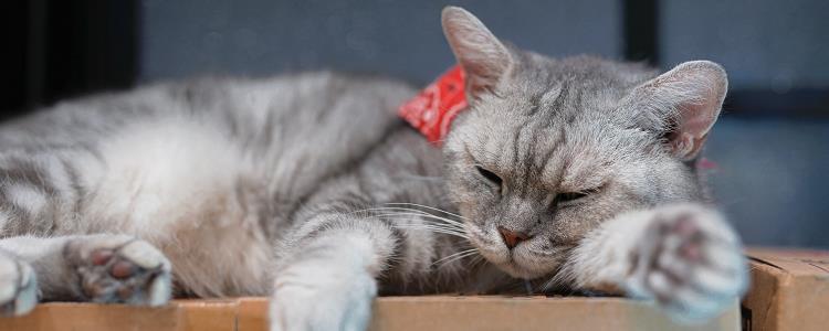 大巴上面可以带猫吗